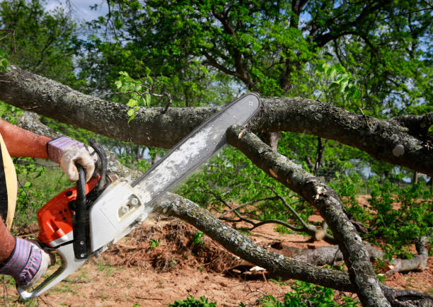 Best Tree Branch Trimming  in Morgantown, WV